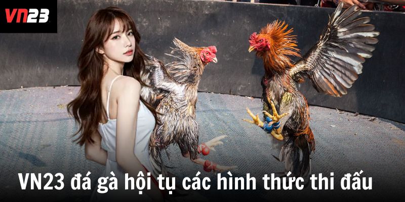 VN23 đá gà hội tụ các hình thức thi đấu  